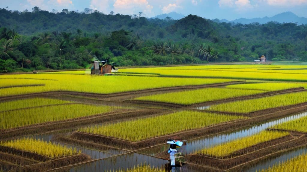 Thailand's Rice Exports Expected to Decline 12.5% to 7 Million Tons by 2026