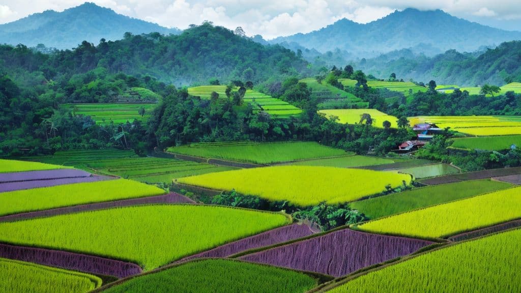 Indonesia to Expand Rice Field Development in Papua Region